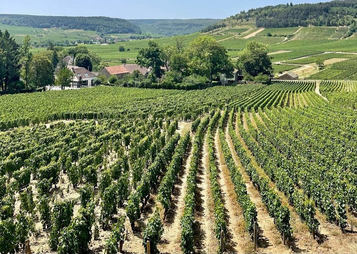 The top French wine region and vineyard.